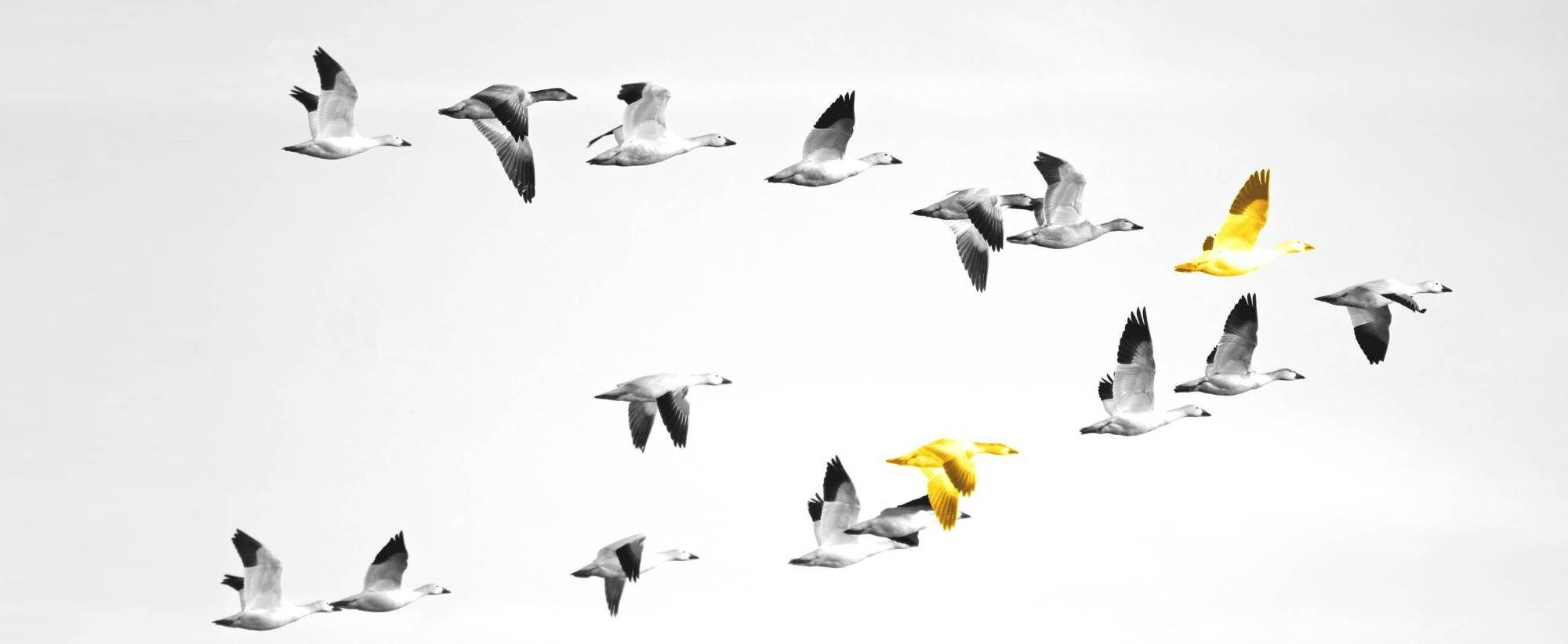 Yellow Birds gestaltet die Zukunft